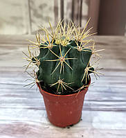 Ферокактус ferocactus electracanthus Кактус Суккулент Комнатное растение