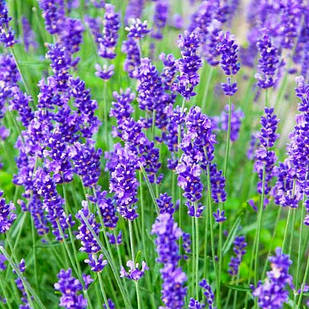 Саджанці Лаванди вузьколистої Munstead (Lavandula angustifolia Munstead) Р9