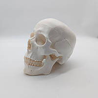 Модель черепа людини топографічна 1:1 рухома щелепа