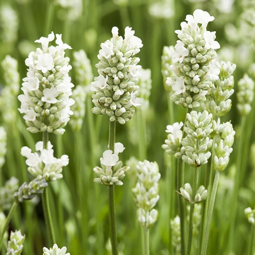 Саджанці Лаванди вузьколистої Нана альба (Lavandula angustifolia Nana alba) Р9