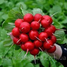 Редиска ДІЄГО F1 | DIEGO F1 Hazera (3,2 - 3,4) 10 000нас