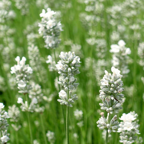 Саджанці Лаванди вузьколистої Арктик сноу (Lavandula angustifolia Arctic Snow) Р9