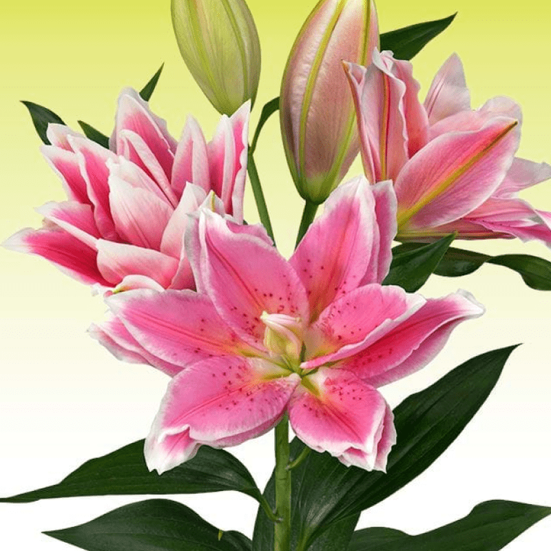 Лілія Махрова Roselily Melissa 13/15, фото 1