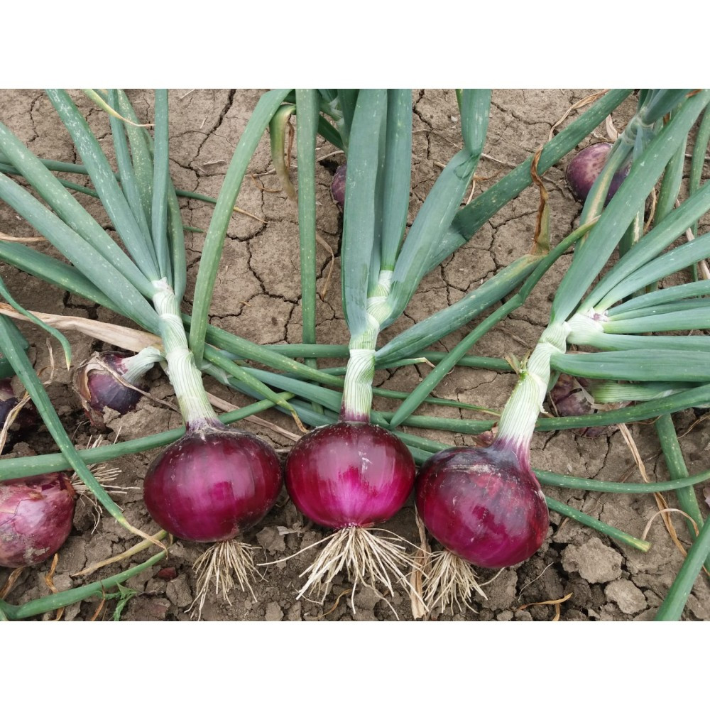 Цибуля озима Фабула Hazera 250 000насі F1, насіння червоної озимої цибулі