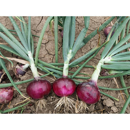 Цибуля озима Фабула Hazera 250 000насі F1, насіння червоної озимої цибулі, фото 1