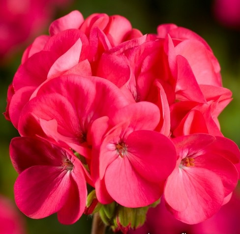Пеларгонія Pinto Deep Rose Syngenta 5 шт