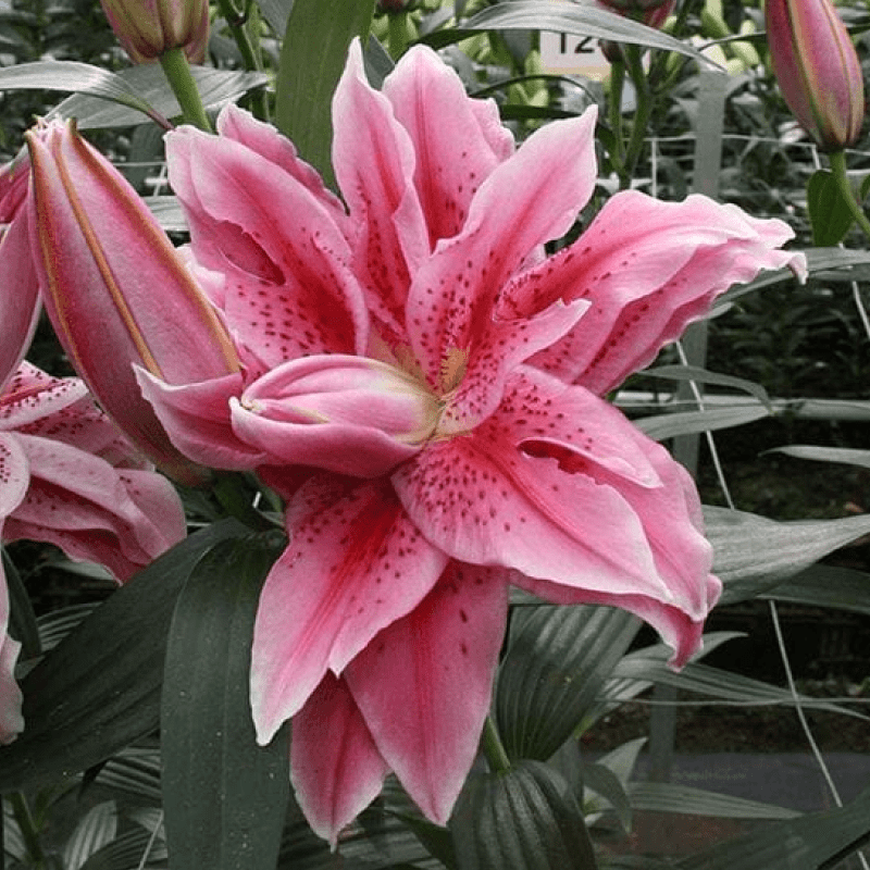 Лілія Махрова Roselily Thalissa 16/18, фото 1