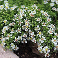 Саджанці Айстри верескової (Aster ericoides) P9