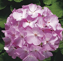 Пеларгонія Ringo® 2000 F1 Lavender Syngenta 5 шт