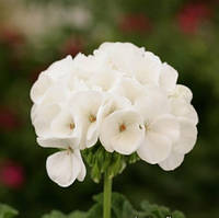 Пеларгонія Dancer F2 White Floranova 5 шт