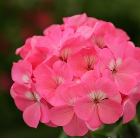 Пеларгонія Dancer F2 Deep Rose Floranova 5 шт