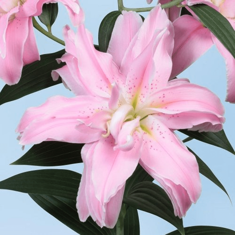 Лілія Махрова східна Laveno 12/14, фото 1