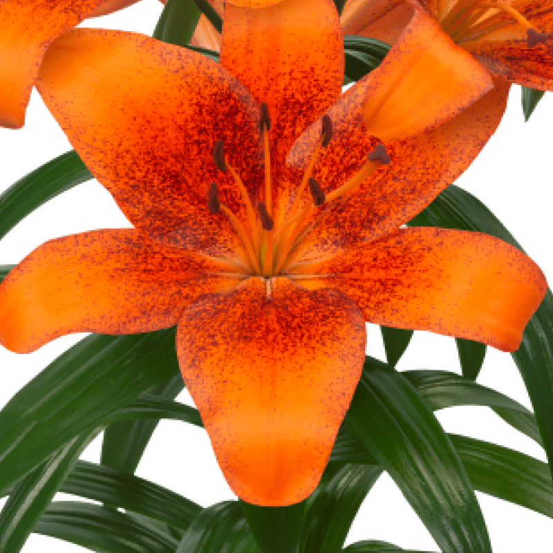 Лілія ТА-гібрид Napster 14/16, фото 1