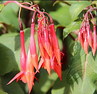 Фуксия красная ампельная укорененный черенок, Fuchsia triphylla