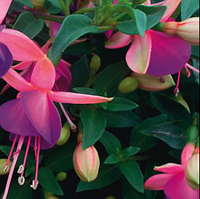 Фуксия розово фиолетовая укорененный черенок, Fuchsia triphylla