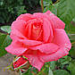 Пінк Сахара  (Pink Sahara), фото 3