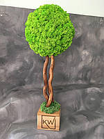 Декоративне дерево зі стабілізованого моху 50 см