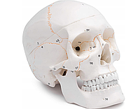 Анатомическая модель черепа человека 3 части