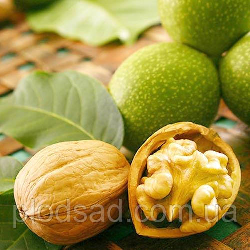 Волоський горіх Chandler 3 річний