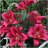 Лілія Borello 12/14, фото 2