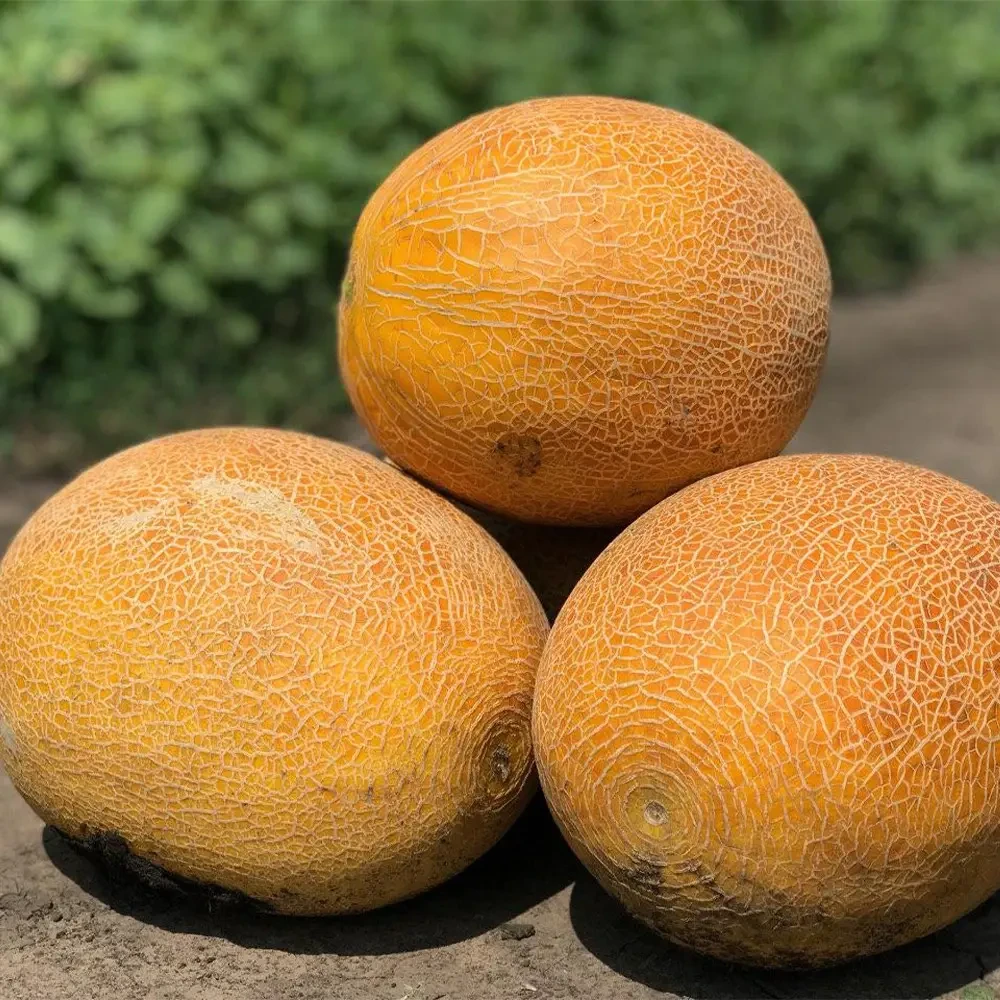 Насіння дині Нево F1 (Nevo F1) Hazera 1000