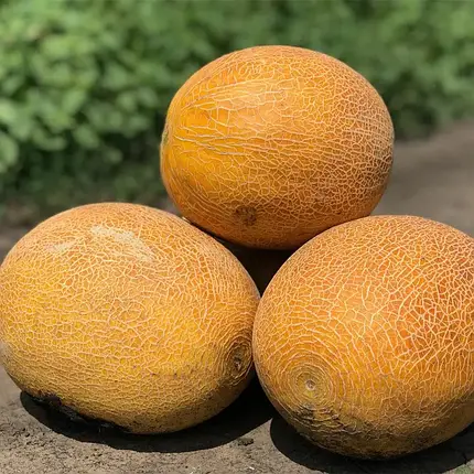 Насіння дині Нево F1 (Nevo F1) Hazera 1000, фото 1