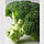 Капуста брокколі Агассі (Agasssi) F1 1000s (калібр), фото 6