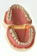 Модель тренувальна зі знімними зубами (верхня щелепа або нижня щелепа )