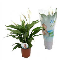 Спатифиллум Spathiphyllum 13" 60-65 см