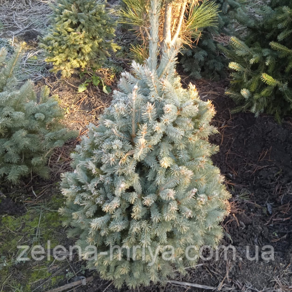 Ялина блакитна 60-80 см, фото 1