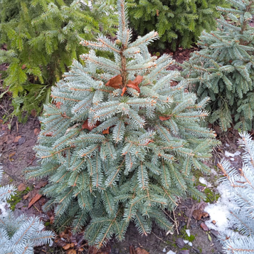 Ялина блакитна Глаука 80-100 см.