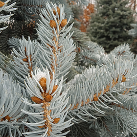 Ялина голуба Глаука