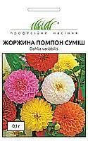 Квіти Жоржина махрова Помпон суміш 0,1 г, Професійне насіння