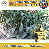 Перец гіркий Халапеньйо 1851 F1 ТМ Spark seeds (США), 500 насінин проф. пакет, фото 5