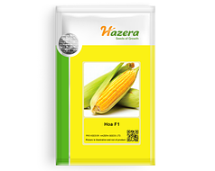 Солодка кукурудза Ноа 5 000насі Hazera на 8соток, насіння солодкої кукурудзи