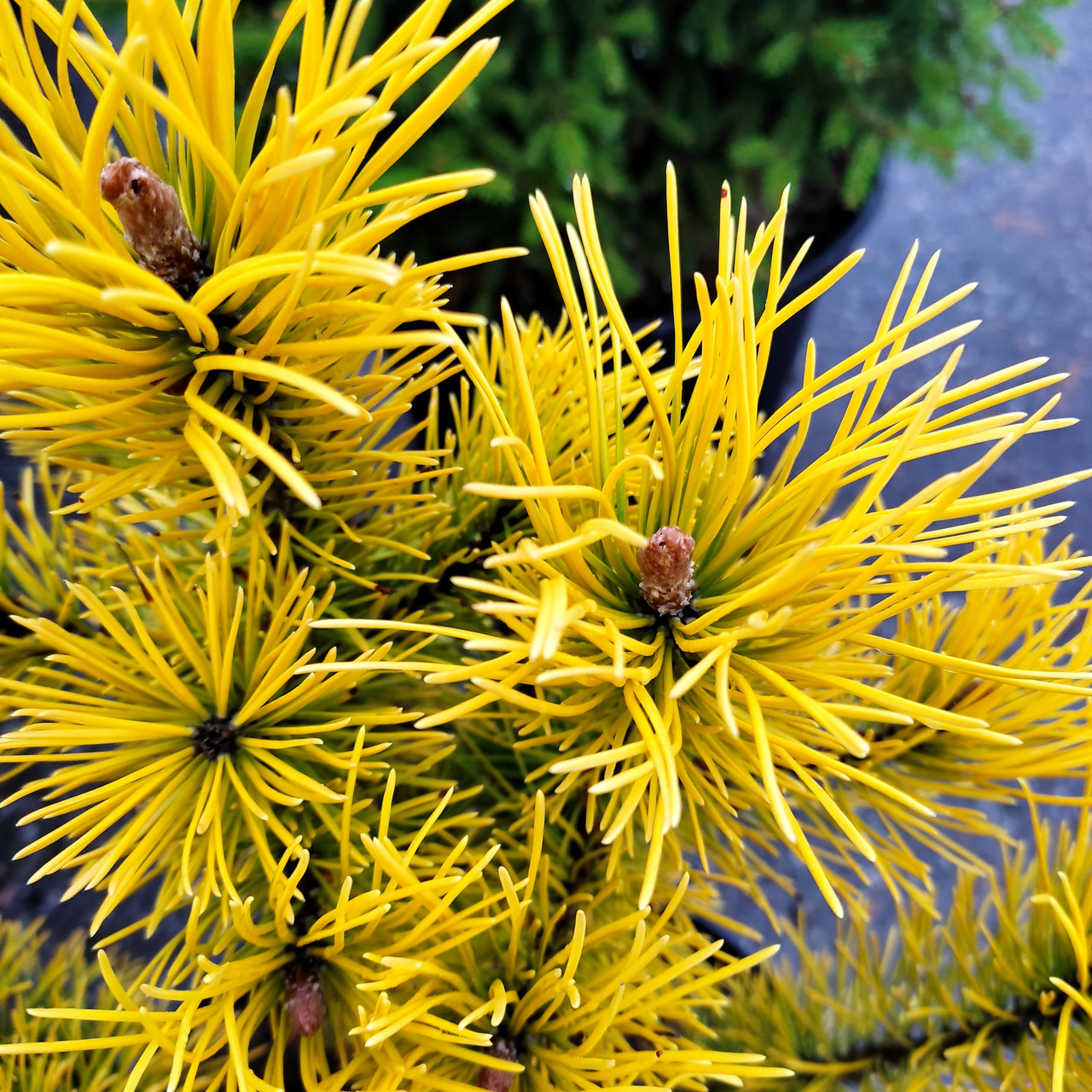 Сосна гірська Голден Глоу / h 30-40 / Pinus mugo Golden Glow