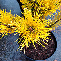 Сосна гірська Голден Глоу / h 30-40 / Pinus mugo Golden Glow, фото 3