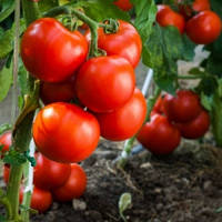 Семена томат Ольга F1 10 сем.