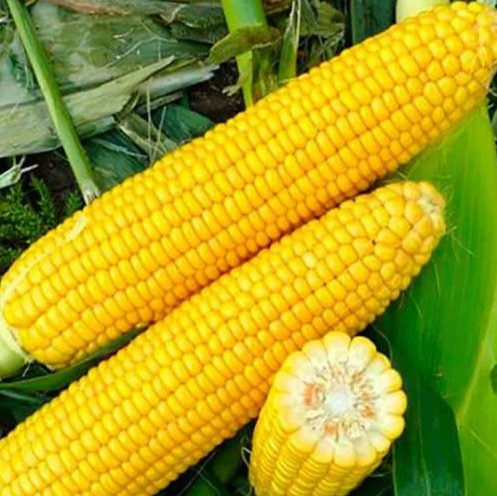 Насіння солодкої кукурудзи Харді Hazera 100 000нас на 2га, солодка кукурудза