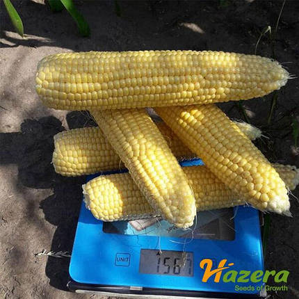 Суперсолодка кукурудза Джиа Hazera 5 000нас / 10соток, Насіння солодкої кукурудзи, рання солодка кукурудза, фото 1