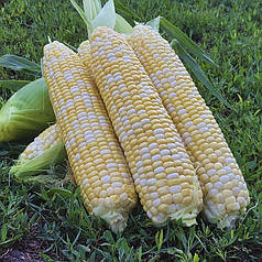 Цукрова кукурудза Онторіо 5000нас Hazera, насіння пізньої солодкої кукурудзи, пізня біколор кукурудза