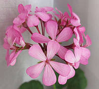 Пеларгония зональная карликовая розовая сорт "Ирида Танец мотыльков" (Pelargonium Irida Tanets Motylkov)