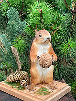 Чучело білки в повний зріст на стіну