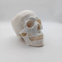 Модель черепа людини топографічна 1:1 рухома