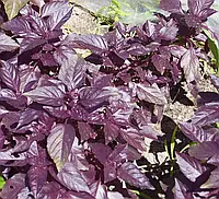 Насіння зелені Базилік фіолетовий 3г.