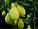 Лимон Луаріо (Citrus Limon Lunario) 50-55 см. Кімнатний, фото 5