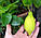 Лимон Луаріо (Citrus Limon Lunario) 50-55 см. Кімнатний, фото 6