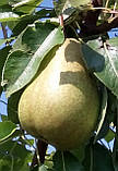 Груша Мілада (ТЕ 52-30). (айва Елін). Пізнолітній сорт, фото 2