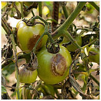 Фітофтороз овочевих культур — профілактика та способи лікування