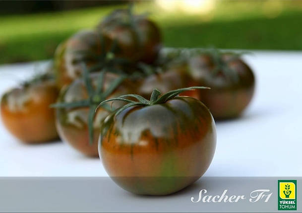 Насіння томату Сашер F1 (Sasher F1) Yuksel Seeds 100, фото 1